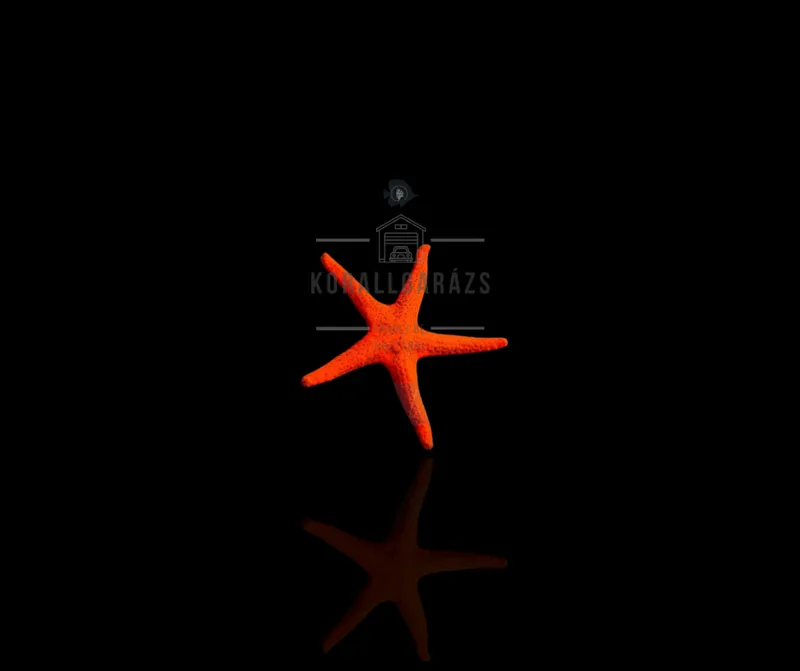Linckia Laevigata (red orange)